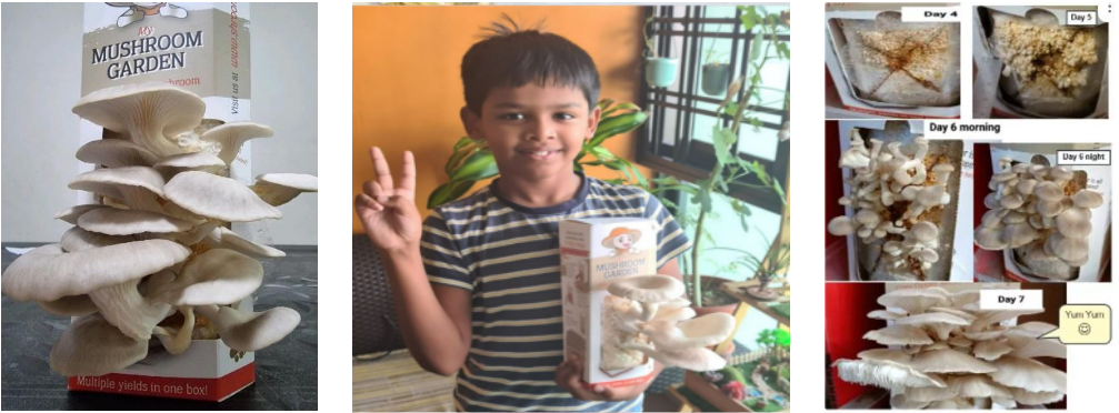 A boy holds a Mushroom Garden kit beside a collage showing mushroom growth from day 4 to day 7.